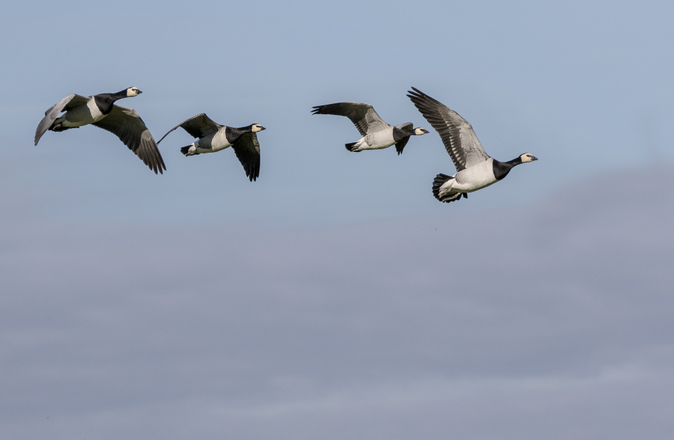 Barnacle Geese are back